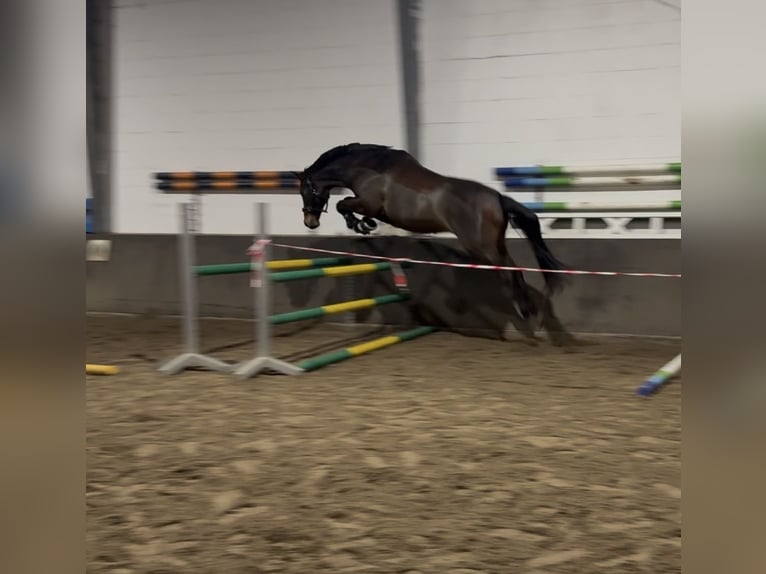 Trakehner Gelding 14 years 17,1 hh Bay-Dark in Emden