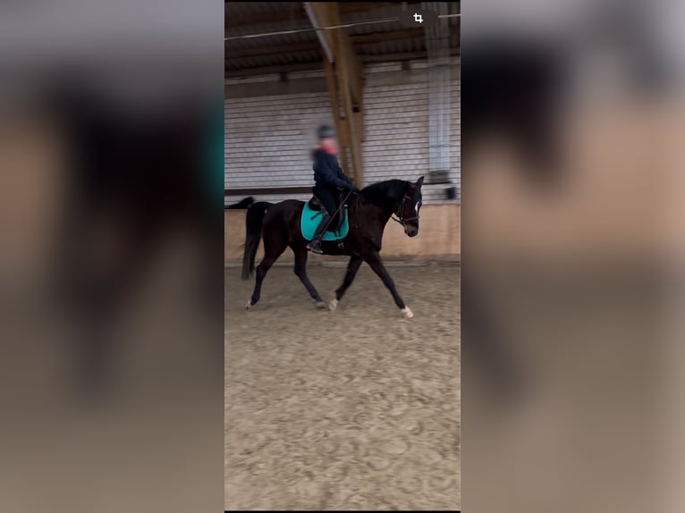 Trakehner Gelding 15 years 16.1 hh Smoky-Black in Bodenwerder