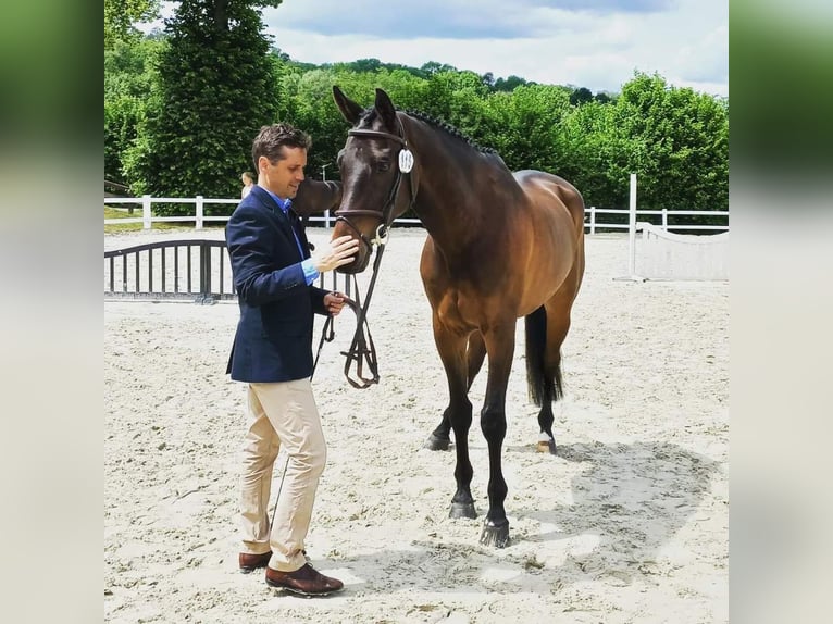 Trakehner Gelding 15 years 16,2 hh Brown in Dentergem