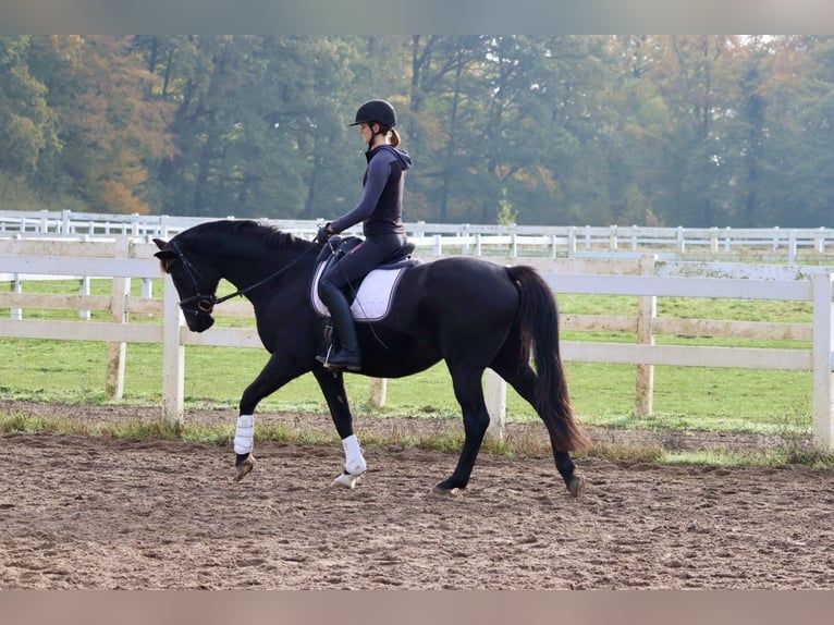 Trakehner Gelding 15 years 16 hh Black in Bad Oldesloe