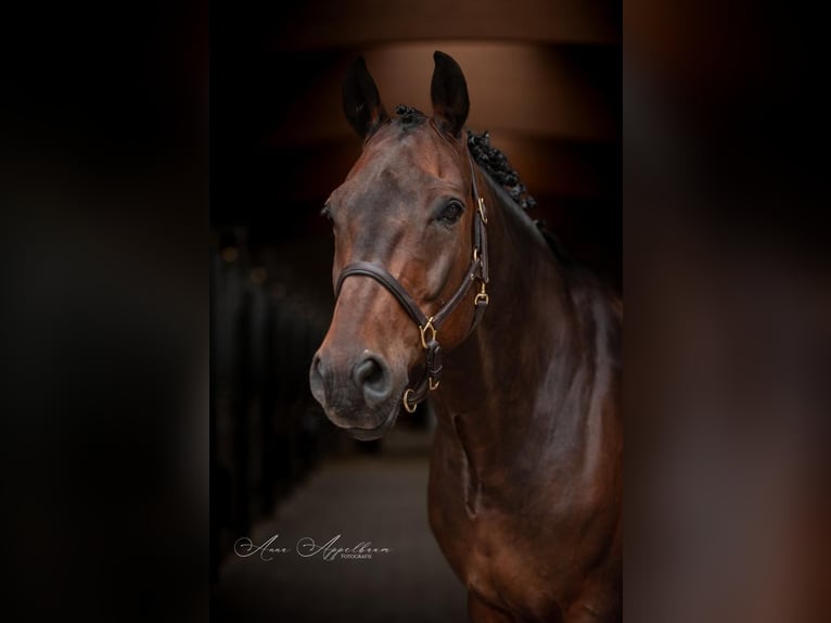 Trakehner Gelding 15 years 16 hh Brown in Geestland