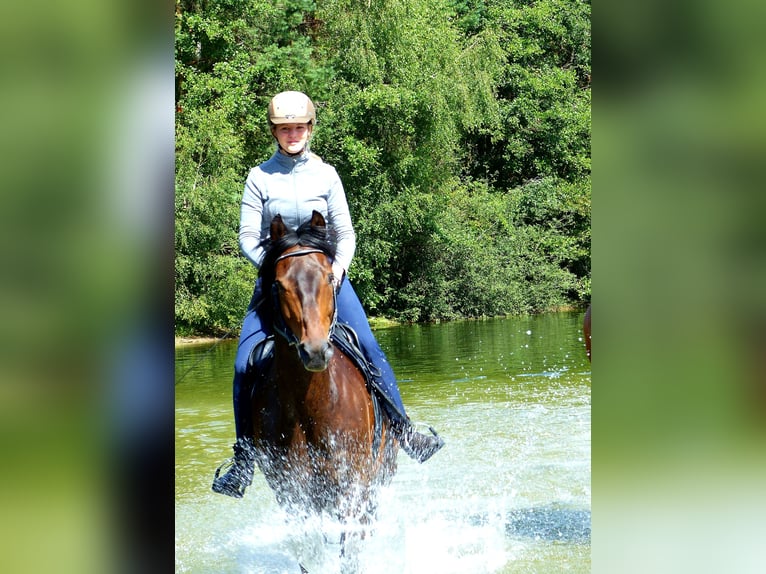 Trakehner Gelding 15 years 16,1 hh Brown in Coesfeld-Lette