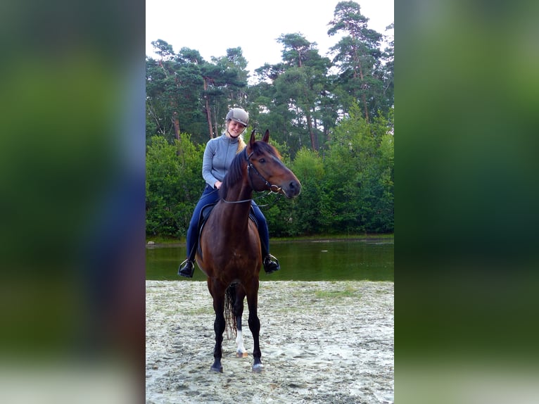 Trakehner Gelding 15 years 16,1 hh Brown in Coesfeld-Lette