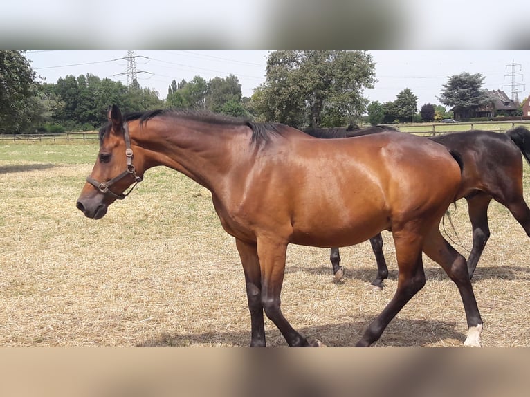 Trakehner Gelding 15 years 16,1 hh Brown in Rheinberg