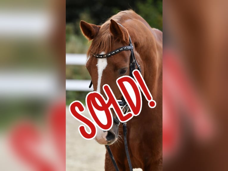 Trakehner Gelding 15 years 16,2 hh Chestnut in Brechen