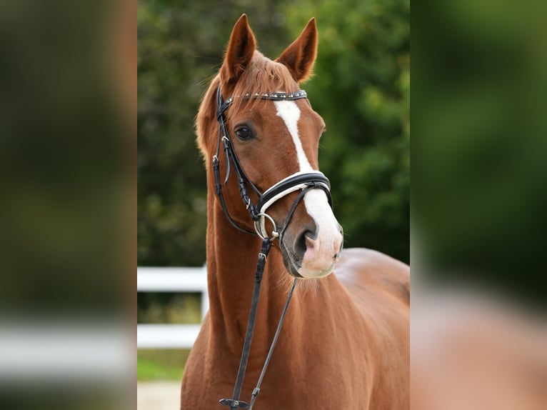 Trakehner Gelding 15 years 16,2 hh Chestnut in Brechen