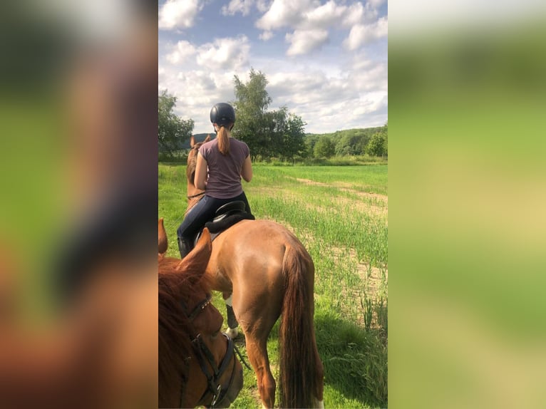 Trakehner Gelding 15 years 16,2 hh Chestnut in Brechen