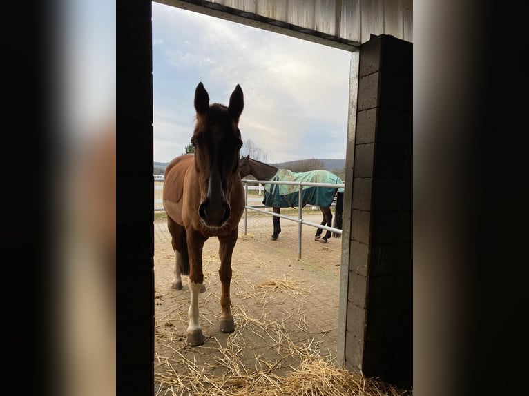 Trakehner Gelding 15 years 16,2 hh Chestnut in Brechen
