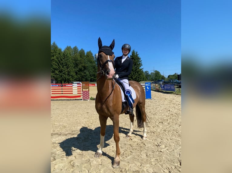 Trakehner Gelding 15 years 16,2 hh Chestnut in Brechen
