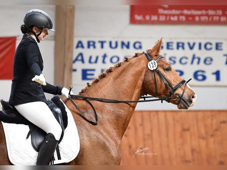 Trakehner Gelding 15 years 16,2 hh Chestnut in Brechen