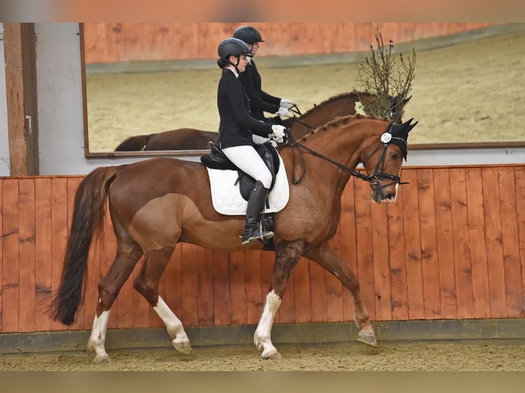 Trakehner Gelding 15 years 16,2 hh Chestnut in Brechen