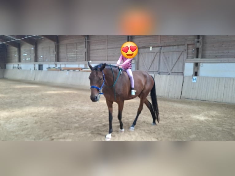 Trakehner Gelding 15 years 17 hh Brown in Erolzheim