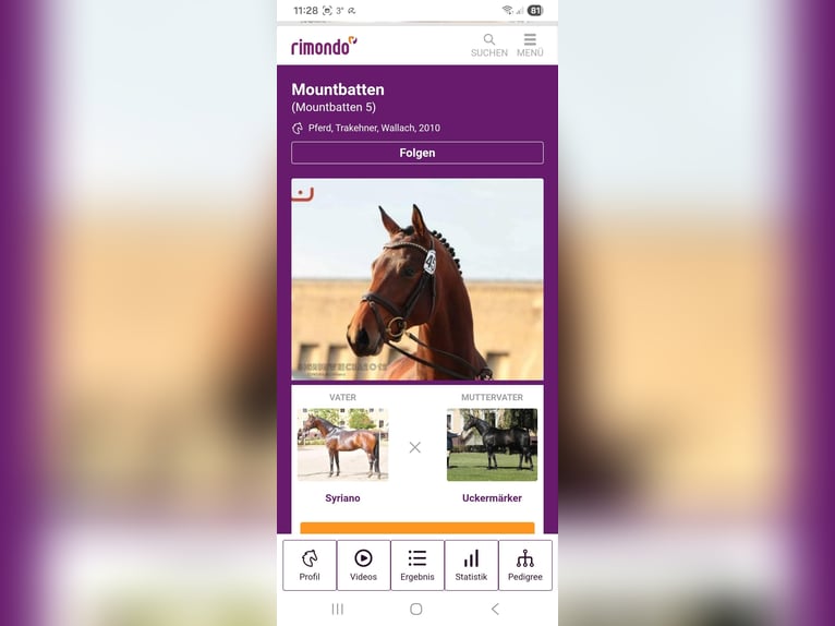 Trakehner Gelding 15 years 17 hh Brown in Erolzheim