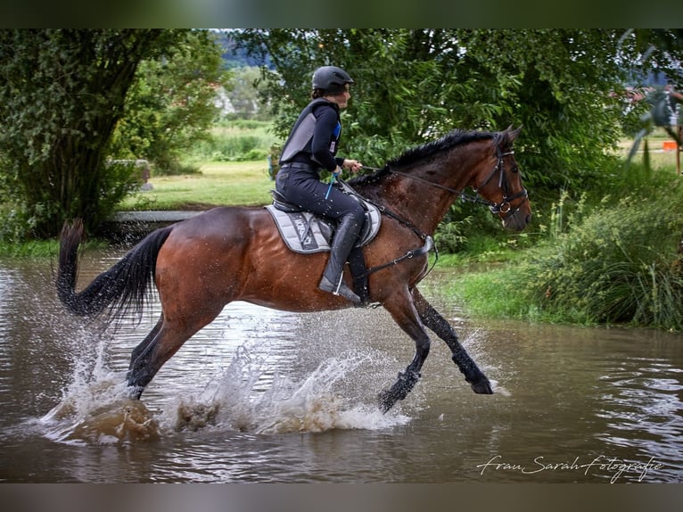 Trakehner Gelding 15 years 17 hh Brown in Neuendettelsau