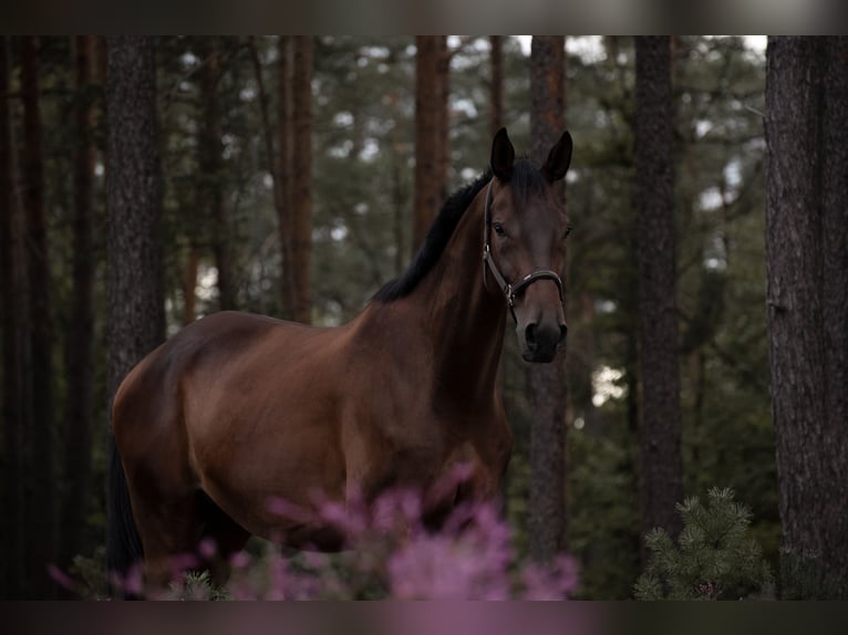 Trakehner Gelding 15 years 17 hh Brown in Neuendettelsau