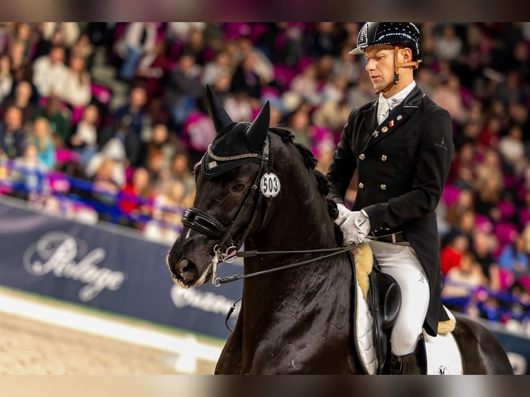Trakehner Gelding 15 years Black in Grzmiąca, Masovian voivodeship