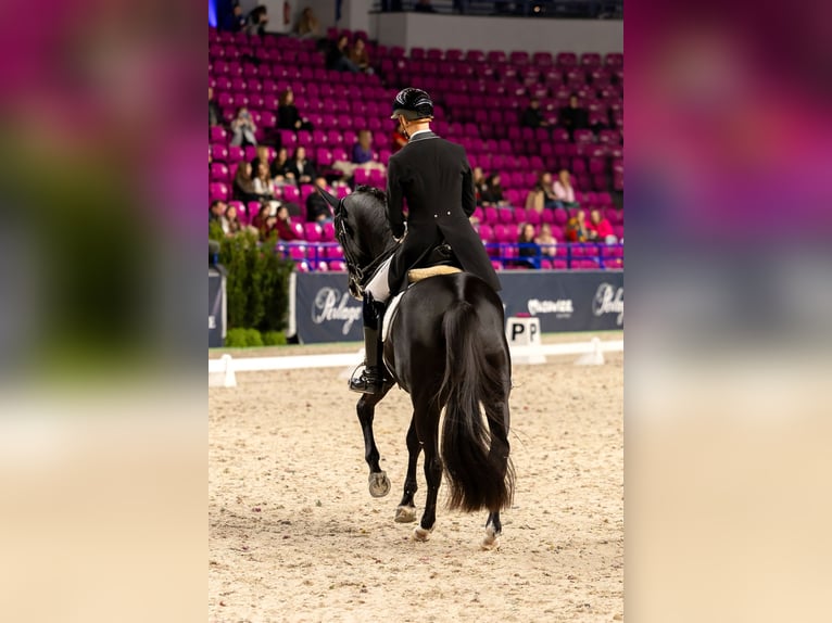 Trakehner Gelding 15 years Black in Grzmiąca, Masovian voivodeship