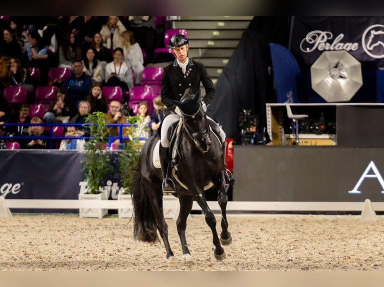 Trakehner Gelding 15 years Black in Grzmiąca, Masovian voivodeship