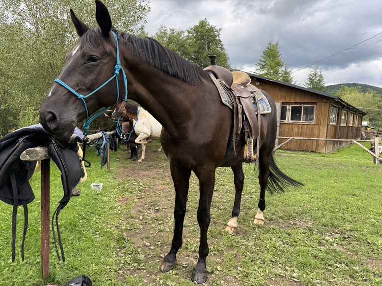 Trakehner Gelding 15 years Black in Grzmiąca, Masovian voivodeship