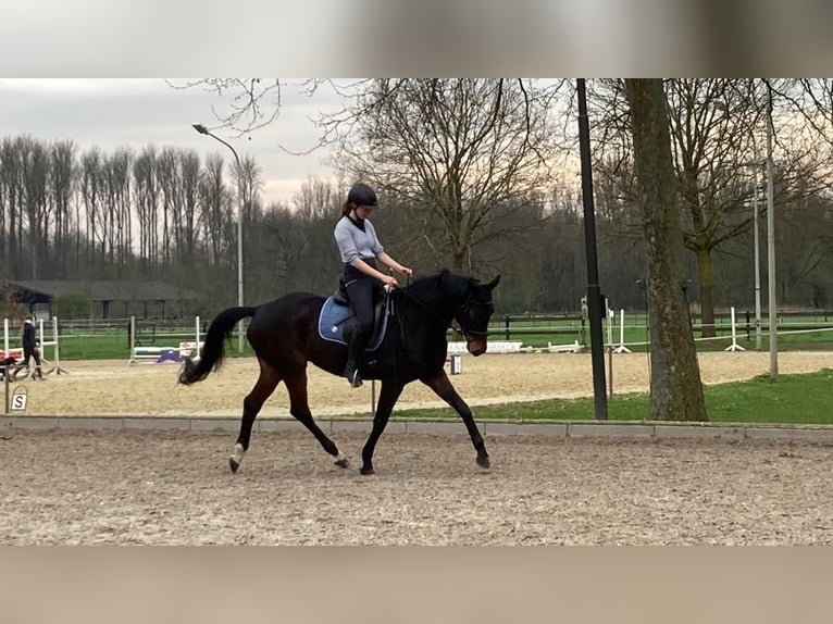 Trakehner Gelding 16 years 15,2 hh in Halle