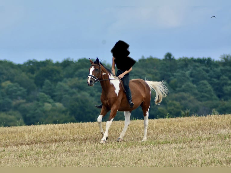 Trakehner Mix Gelding 16 years 15,2 hh Pinto in Marburg