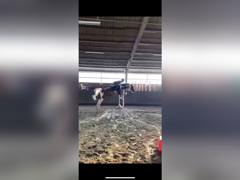 Trakehner Mix Gelding 16 years 15,2 hh Pinto in Marburg