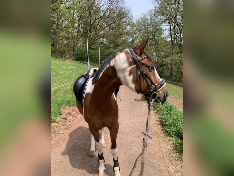 Trakehner Mix Gelding 16 years 15,2 hh Pinto in Marburg