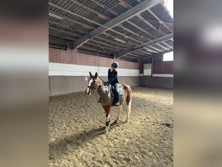 Trakehner Mix Gelding 16 years 15,2 hh Pinto in Marburg