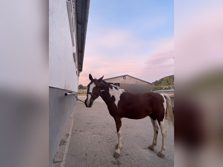 Trakehner Mix Gelding 16 years 15,2 hh Pinto in Marburg