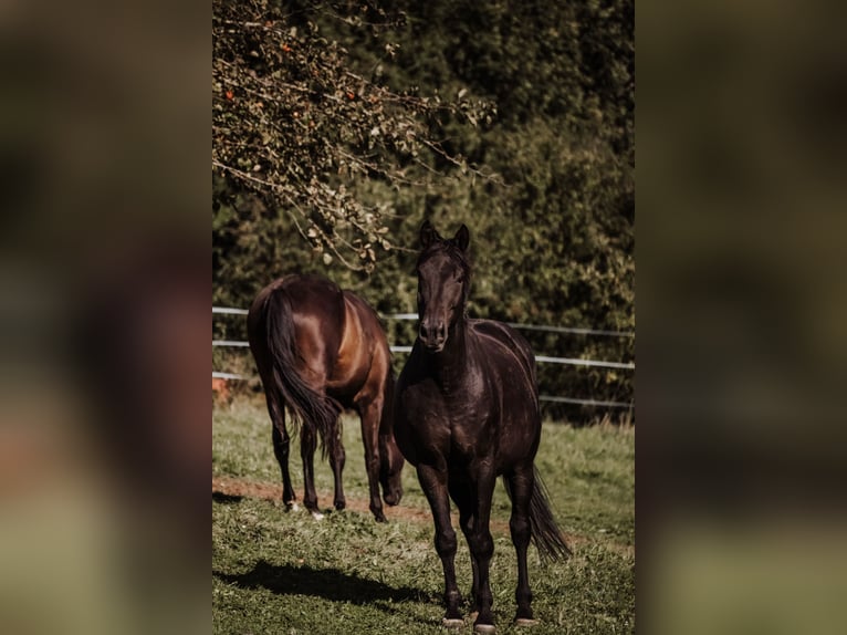 Trakehner Gelding 16 years 16,2 hh Smoky-Black in Horb am Neckar