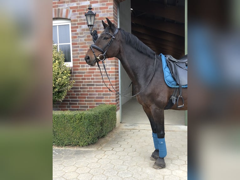 Trakehner Gelding 16 years 16 hh Brown in Jevenstedt