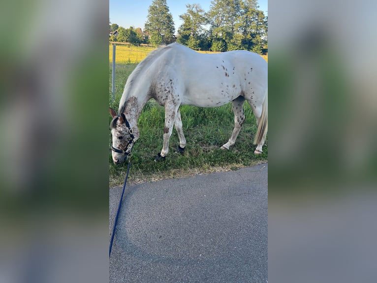 Trakehner Mix Gelding 16 years 16 hh Pinto in Heist