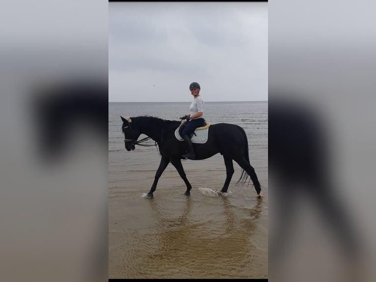 Trakehner Gelding 16 years 17.2 hh Black in Albersdorf