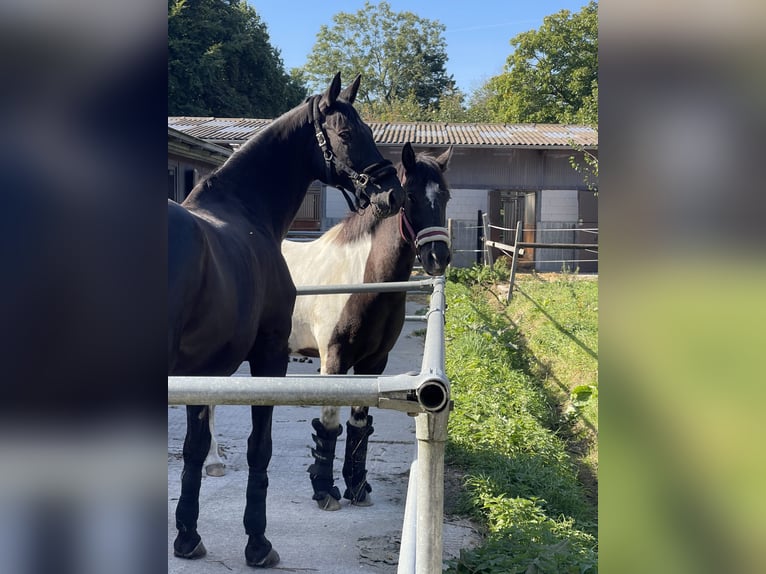 Trakehner Gelding 16 years 17,2 hh Black in Albersdorf