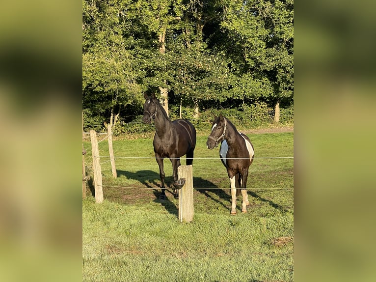 Trakehner Gelding 16 years 17,2 hh Black in Albersdorf