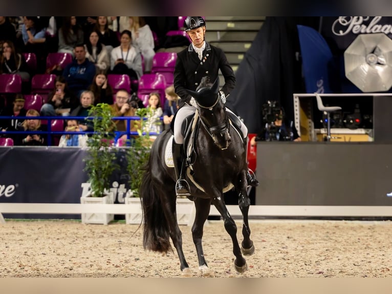 Trakehner Gelding 16 years Black in Warszawa