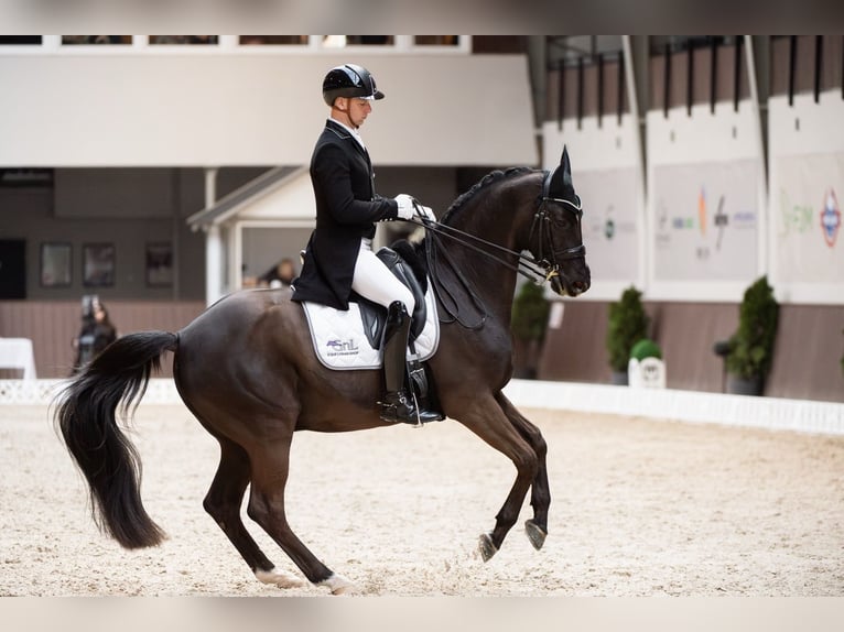 Trakehner Gelding 16 years Black in Warszawa