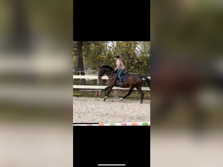 Trakehner Gelding 17 years 15,3 hh Bay-Dark in Kraków