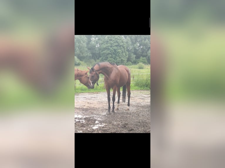 Trakehner Gelding 17 years 16.2 hh Brown in Günzburg