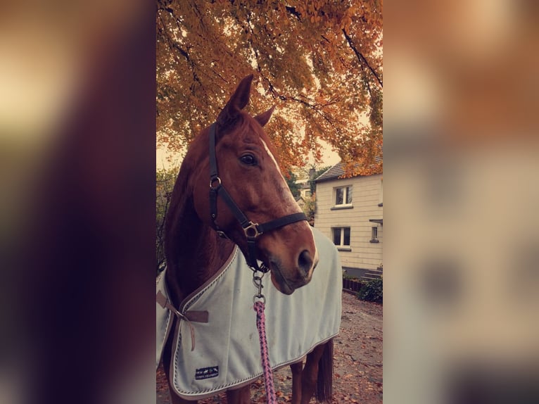 Trakehner Gelding 17 years 16.2 hh Chestnut-Red in Wetter (Ruhr)