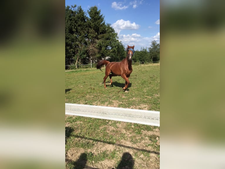 Trakehner Gelding 17 years 16.2 hh Chestnut-Red in Wetter (Ruhr)