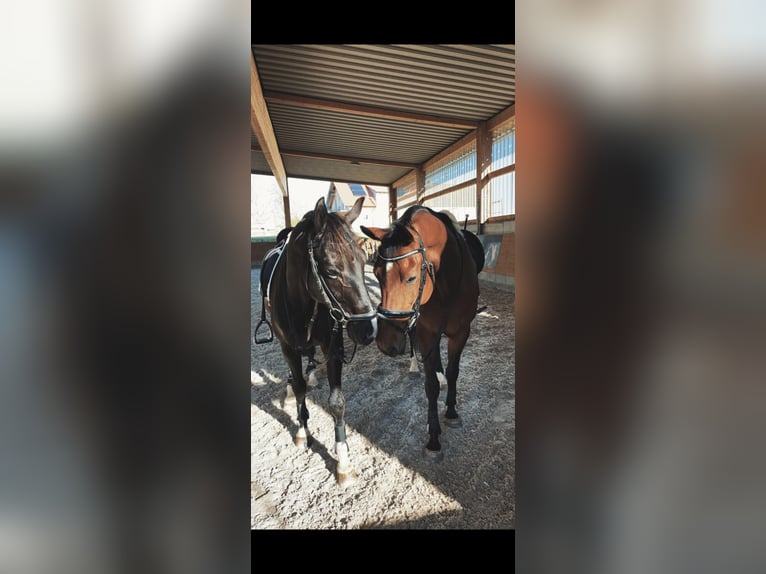 Trakehner Gelding 17 years 16,2 hh Brown in Günzburg