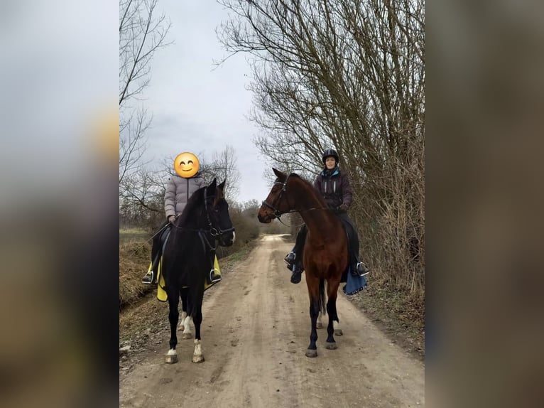 Trakehner Gelding 17 years 16,2 hh Brown in Günzburg