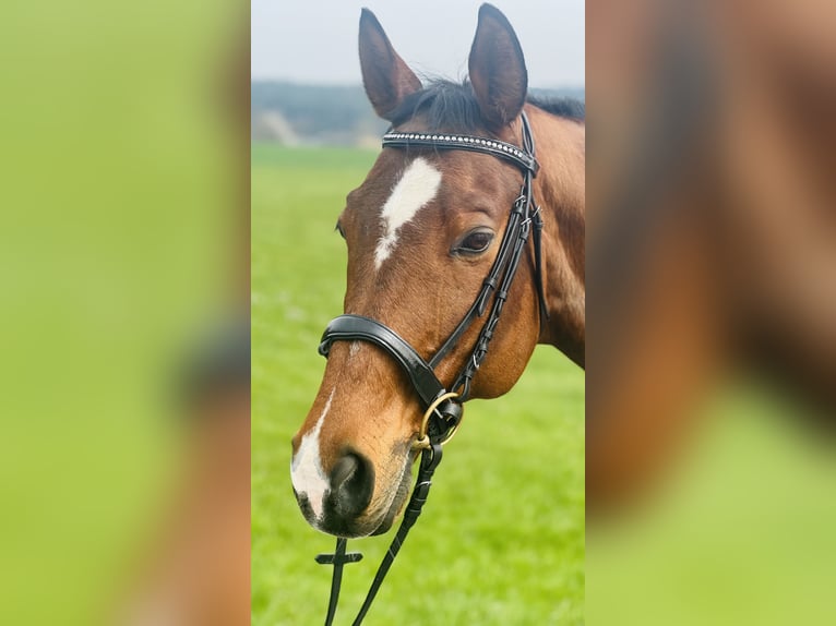 Trakehner Gelding 18 years 16.2 hh Brown-Light in Uttendorf