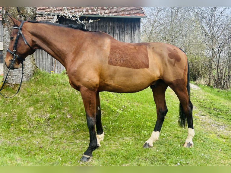Trakehner Gelding 18 years 16,2 hh Brown-Light in Uttendorf