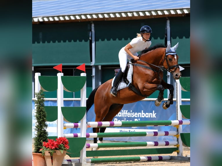 Trakehner Gelding 19 years 16.2 hh Brown-Light in Uttendorf
