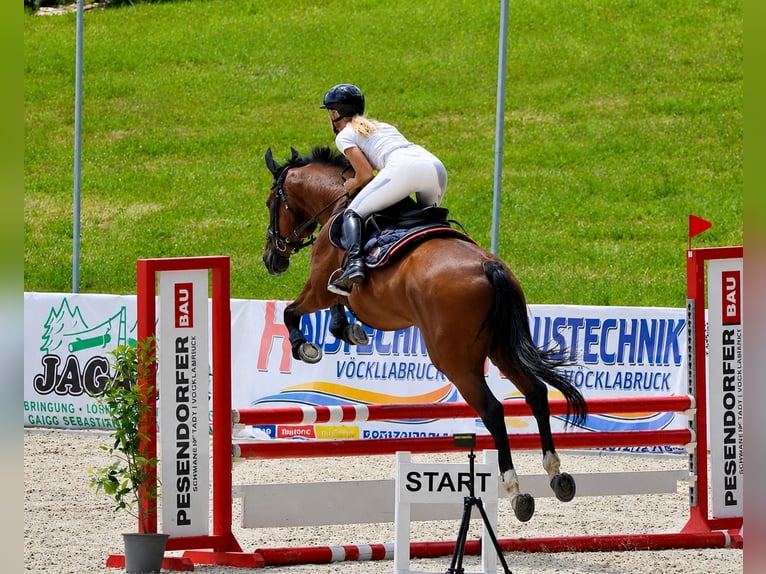 Trakehner Gelding 19 years 16.2 hh Brown-Light in Uttendorf