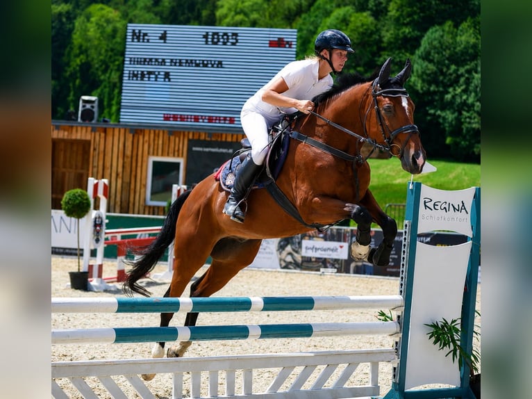 Trakehner Gelding 19 years 16.2 hh Brown-Light in Uttendorf