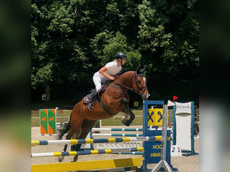 Trakehner Gelding 19 years 16.2 hh Brown-Light in Uttendorf