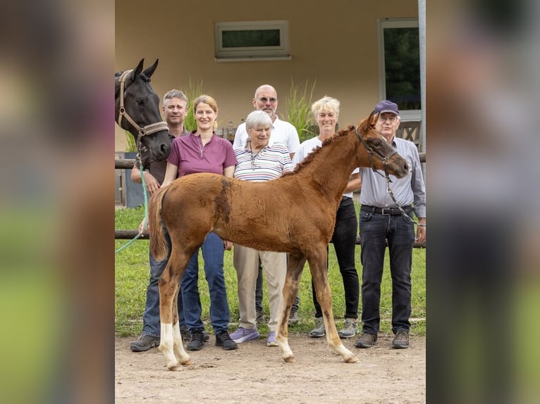 Trakehner Gelding 1 year 14.1 hh Chestnut-Red in Walshausen